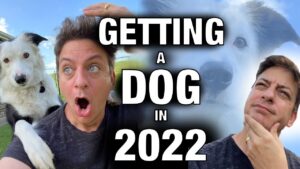 How to Get a Puppy! If I Were Getting a Puppy in 2022 I’d Do Everything Different