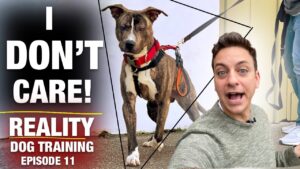 I Don’t Care What Anyone Says! This Dog is Still NOT TRAINED! [Reality Dog Training Ep. 11]