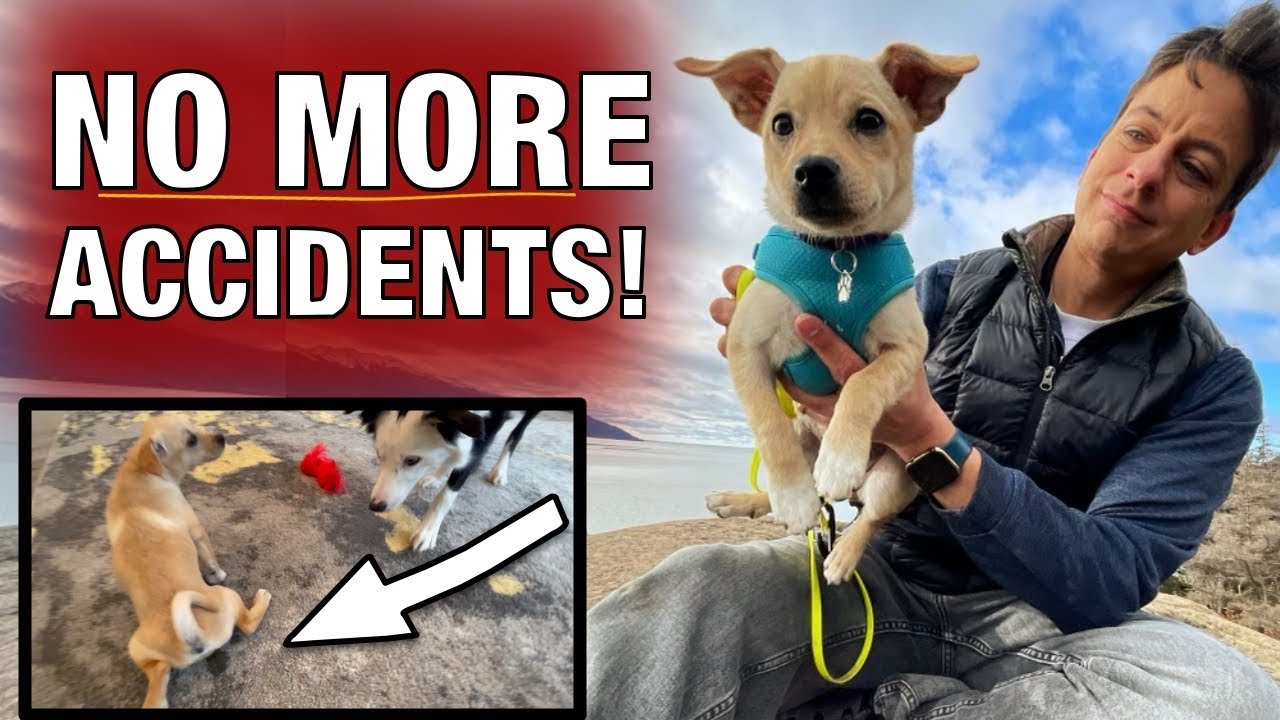 My TOUGHEST CASE YET. EXTREME House Training! How to Potty Train Your Puppy EASILY