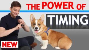 Understand THIS and Your Dog Will Learn Faster (How to Achieve Perfect Timing!)