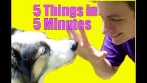 Teach Your Dog 5 Things in 5 Minutes!