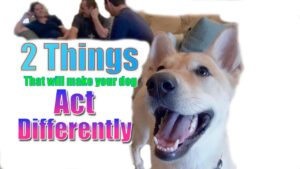 The 2 BIGGEST Things That Will Make Your Dog Act Differently