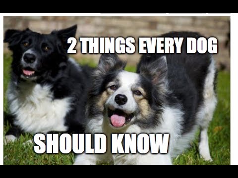 The 2 Most Important Things Every Dog Should Know