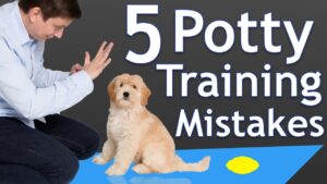 The 5 Most Common Potty Training Mistakes