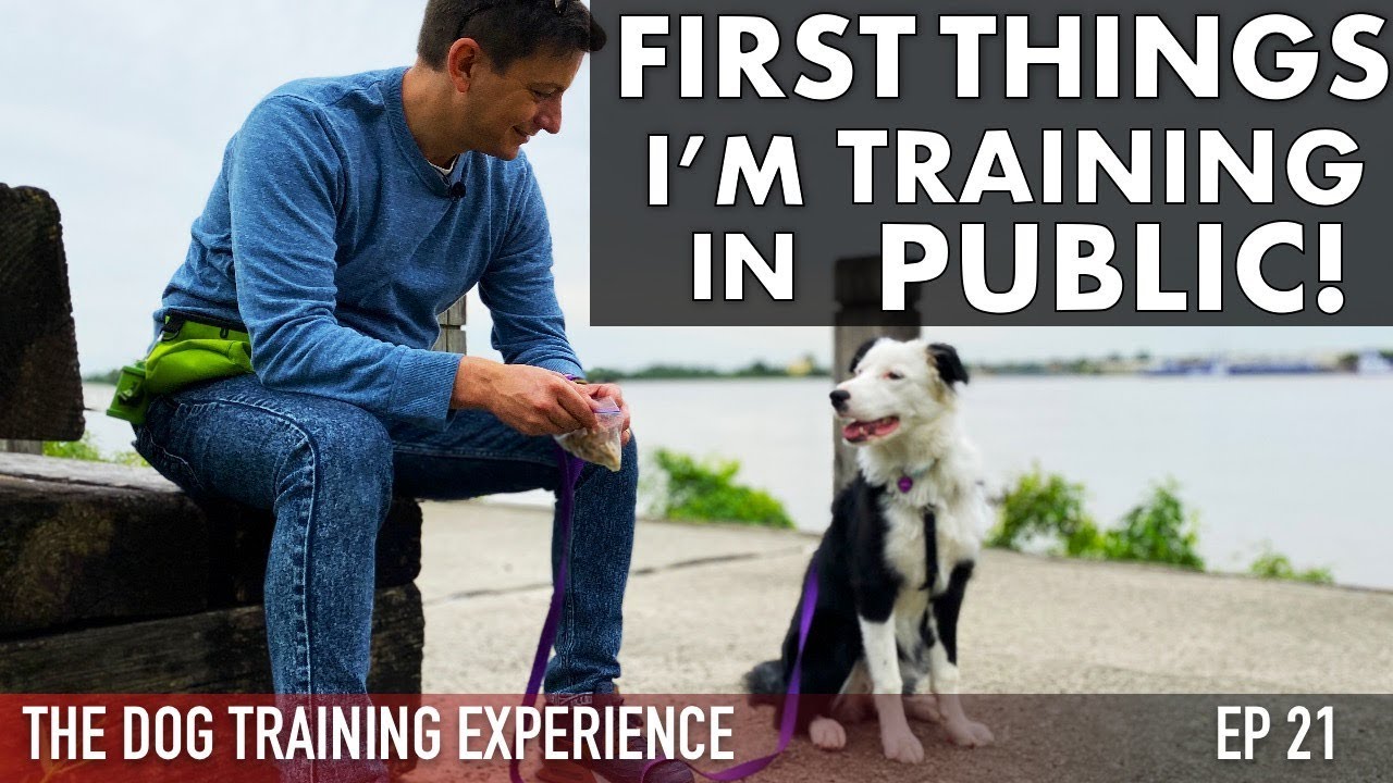 The First Things I’m Training My Puppy in Public!