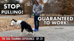 The MOST REALISTIC Leash Dog Training Lesson EVER! STOP PULLING!