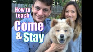 The Secret to Teaching Your Dog COME and STAY