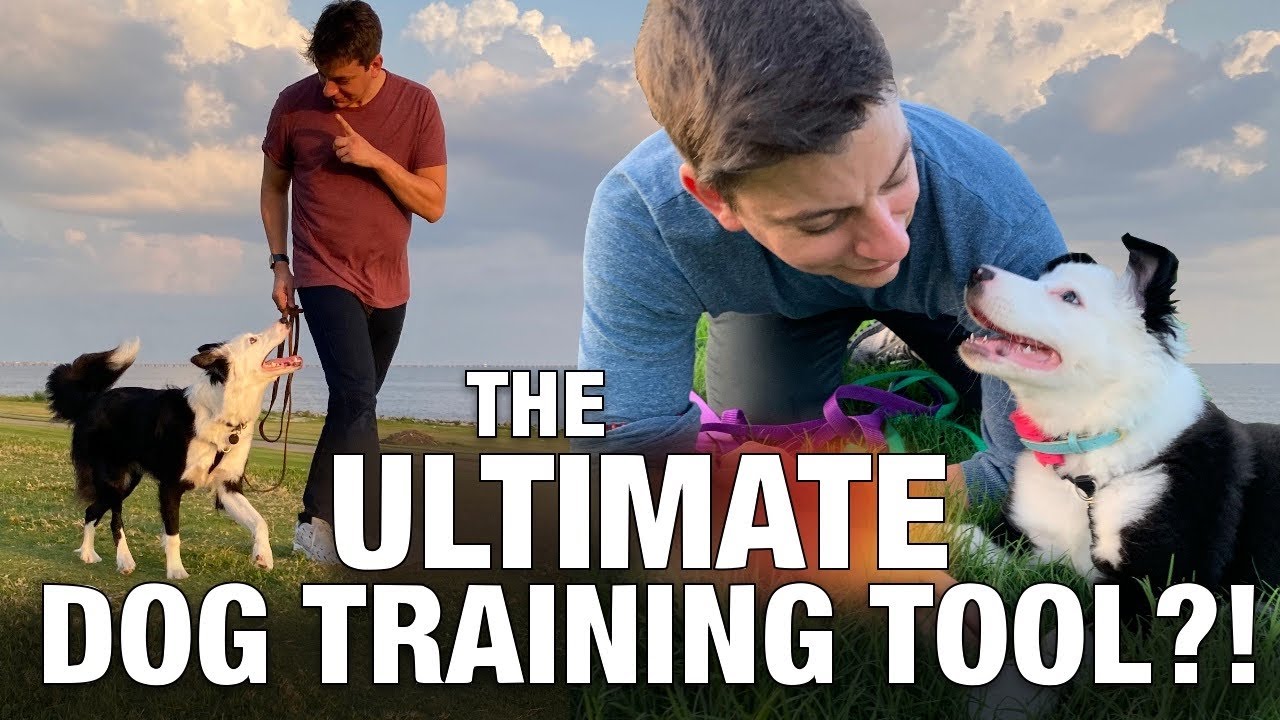 The ULTIMATE Dog Training Tool!?!