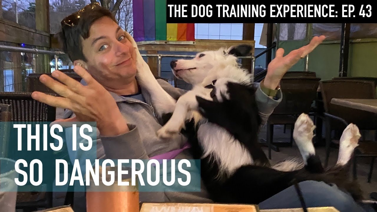 This Takes Minutes To Train And Will Save Your Dog’s Life