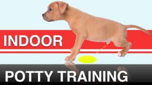 How to Indoor Potty Train your Dog with the Potty Training Puppy Apartment