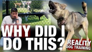 We need to talk about what happened at the dog park today. Reality Dog Training