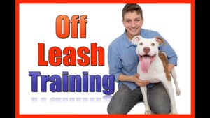 Train your Dog to be OFF LEASH: The First Steps