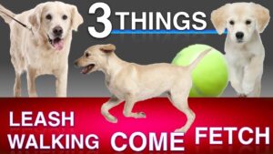 Training 3 Things: Come When Called, Leash Walking and Fetch!