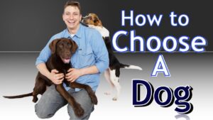 Training 4 Different Dogs: How to choose the BEST Dog for You!