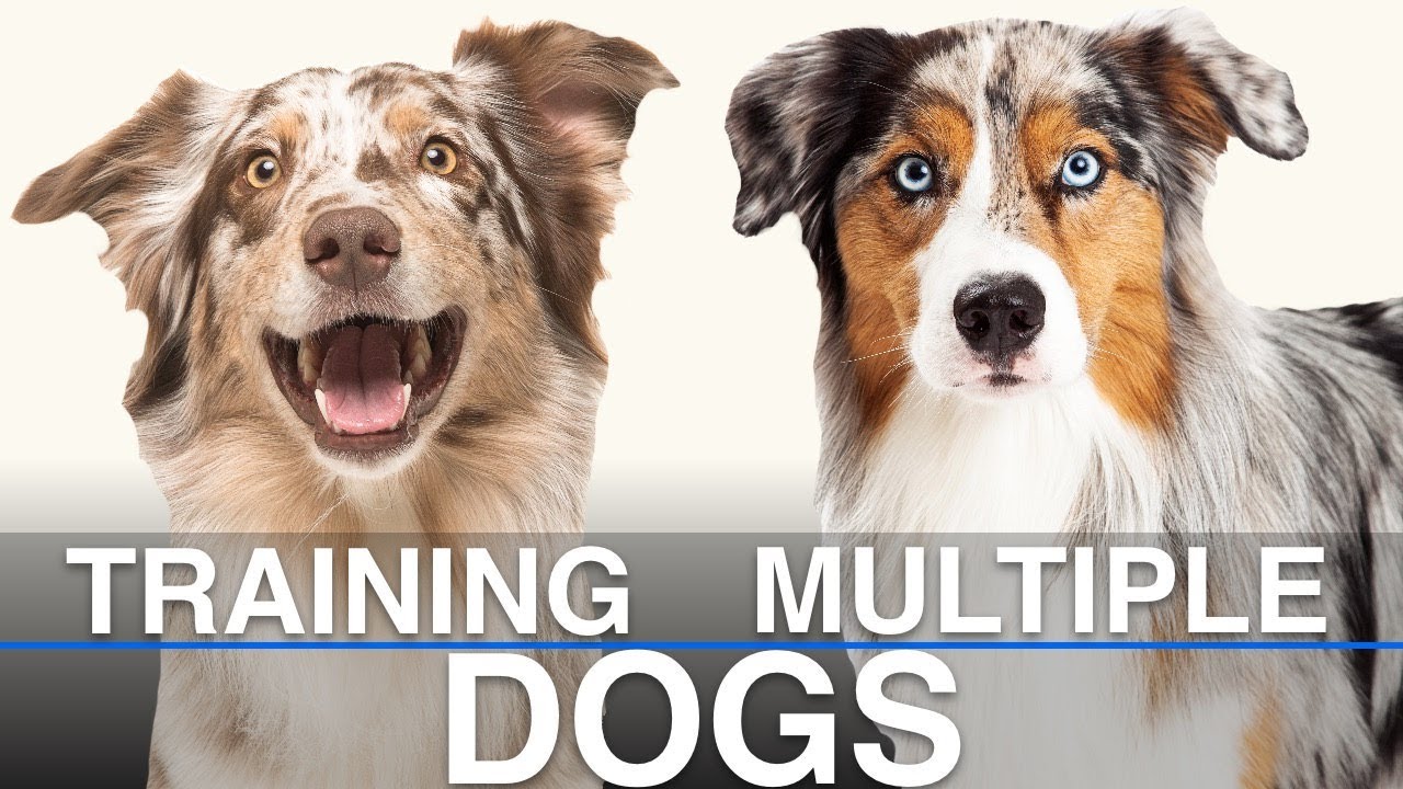 Training Multiple Dogs