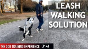 How I’m Training My Dog To Walk On Leash (Some people might not agree with this!)