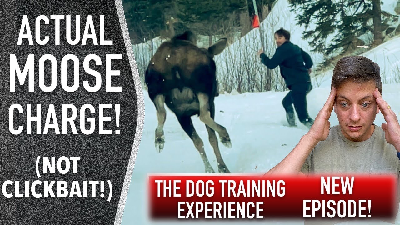 Training My Own Dog: An Honest Look at Where We are Now.