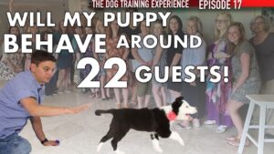 Training My Puppy To Listen Around 22 Guests!