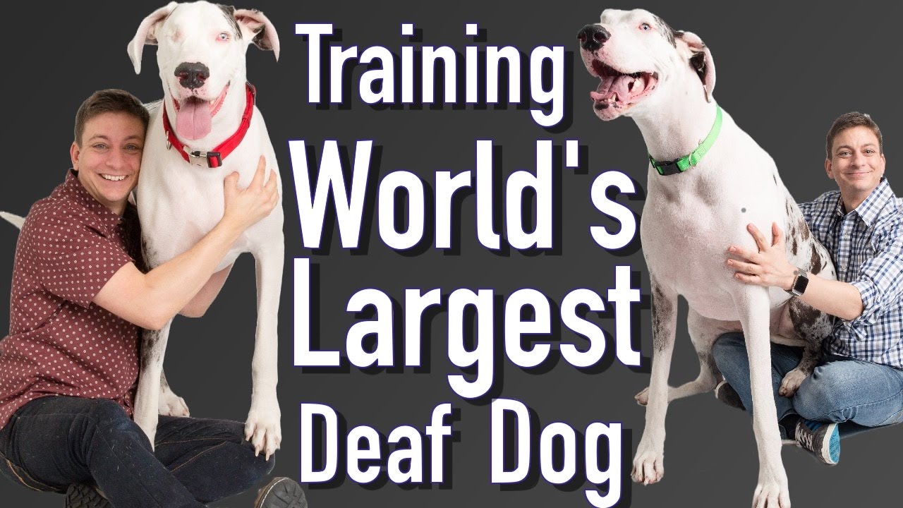 Training the World's Largest Deaf Dog!