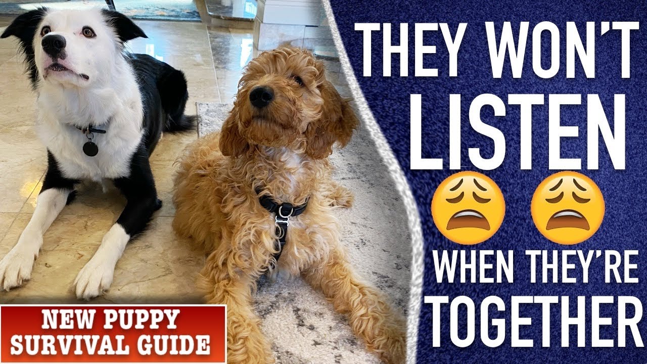 How to Train your Puppy if They Won’t Listen Around the Other Dog.  New Puppy Survival Guide!