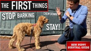 NEW PUPPY SURVIVAL GUIDE: How to Train ANY Dog to STOP Barking, Calm Down & Stay! (EP: 7)