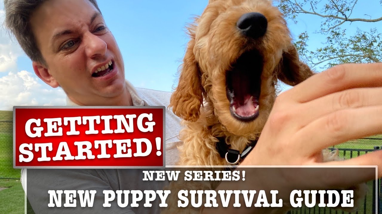 NEW PUPPY SURVIVAL GUIDE: Getting Started! Biting, Potty Training & More! (EP 2)