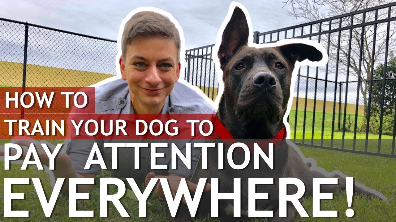How to Train a Dog That Won’t Pay Attention to You (Train a distracted dog)