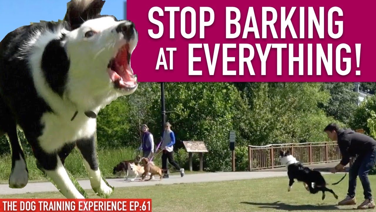 How To Train Your Dog To STOP BARKING at EVERYTHING That MOVES! Continued...