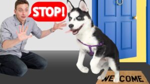 How To Train Your Dog to STOP Running Out of the Front Door! (Stay at Door)