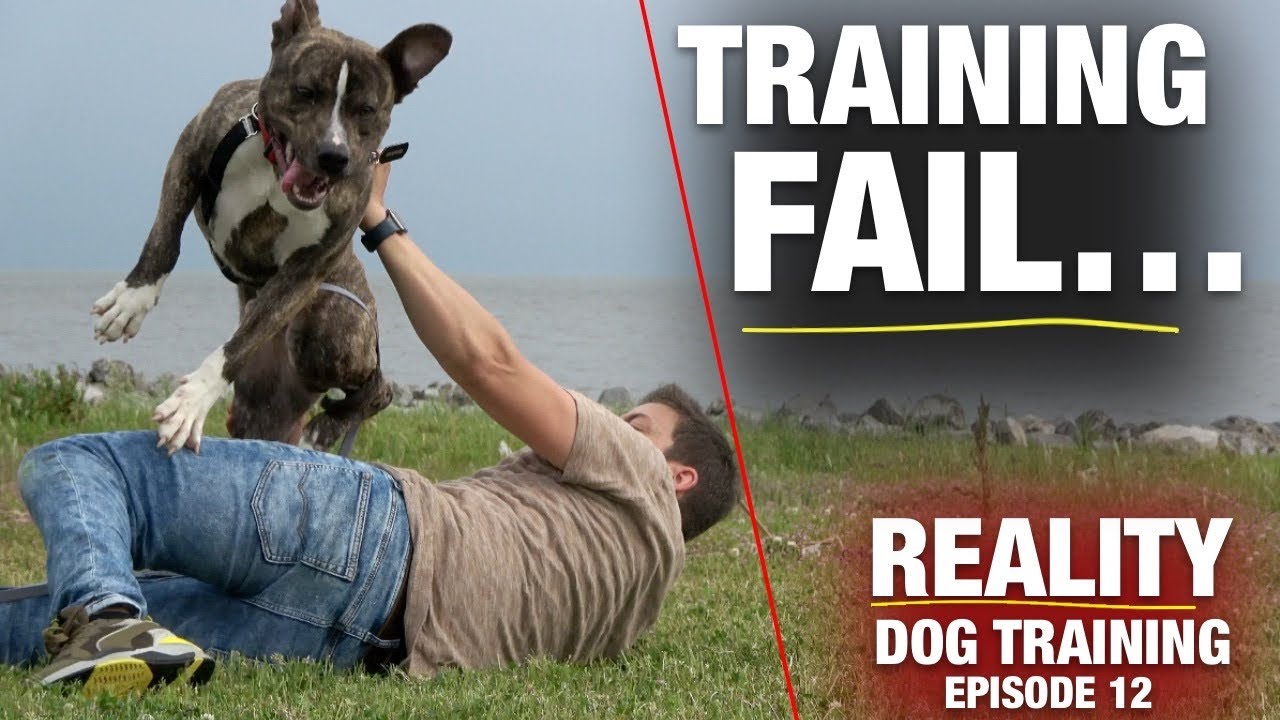 Watch My Training NOT WORK! [Reality Dog Training Ep. 12]
