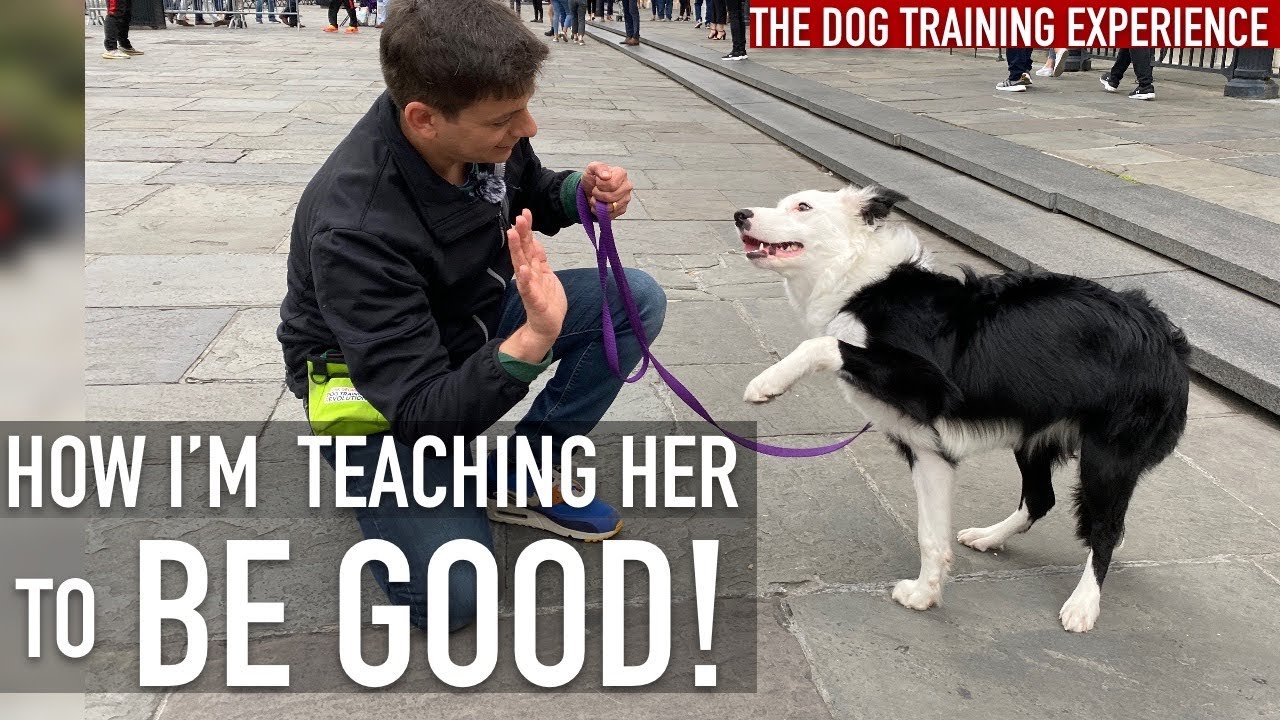 WATCH THIS if Your Dog Embarrasses You in Public!