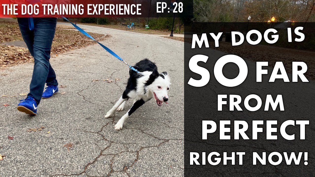 Watch What I Train My Dog On a Daily Basis! Why Isn’t She Trained Yet?