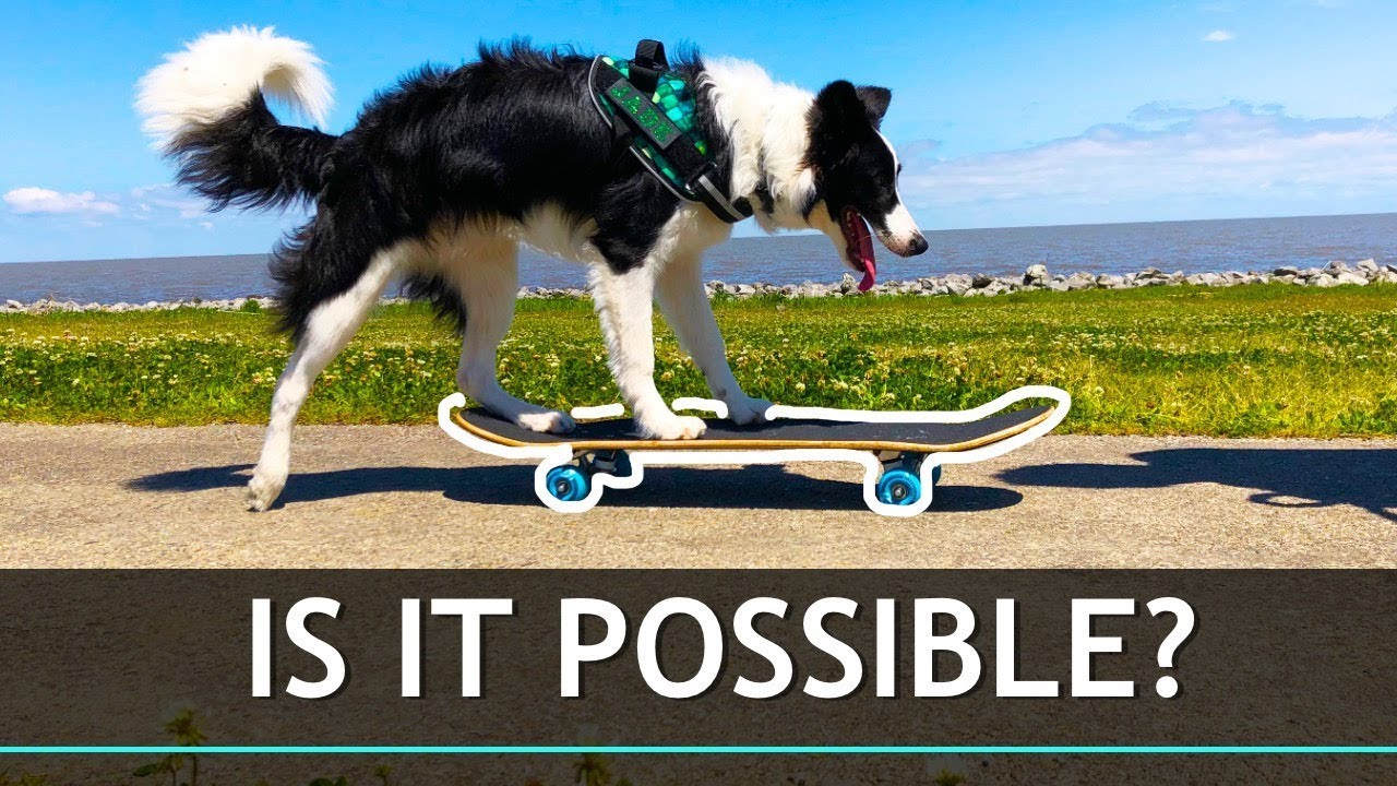 What Happens When You Try to Teach a Dog To Skateboard?