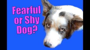 What to Do If Your Dog Gets Nervous and more!