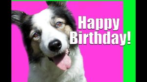 What to do on Your Dog's Birthday:)