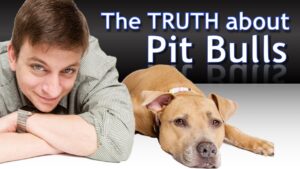 What you Need to Know about Pit Bulls