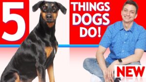 Why Do Dogs Do These 5 Weird Things?