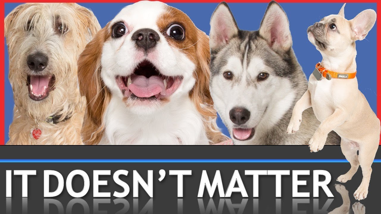 Why Your Dog's Breed Doesn't Matter. But THIS DOES!
