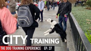 WILD! Training My Puppy in the City WAS Crazy!