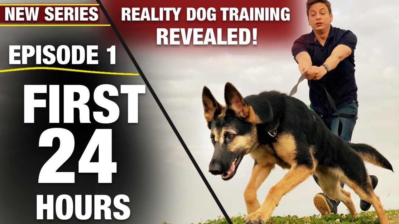 First 24 Hours with a TOTALLY UNTRAINED DOG! NEW SERIES: Reality Dog Training Episode 1