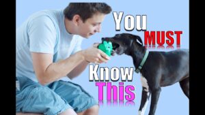 You MUST UNDERSTAND THESE THINGS to Have a Well Trained Dog!