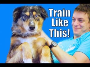 Your Dog Doesn't Listen? Train Like This!