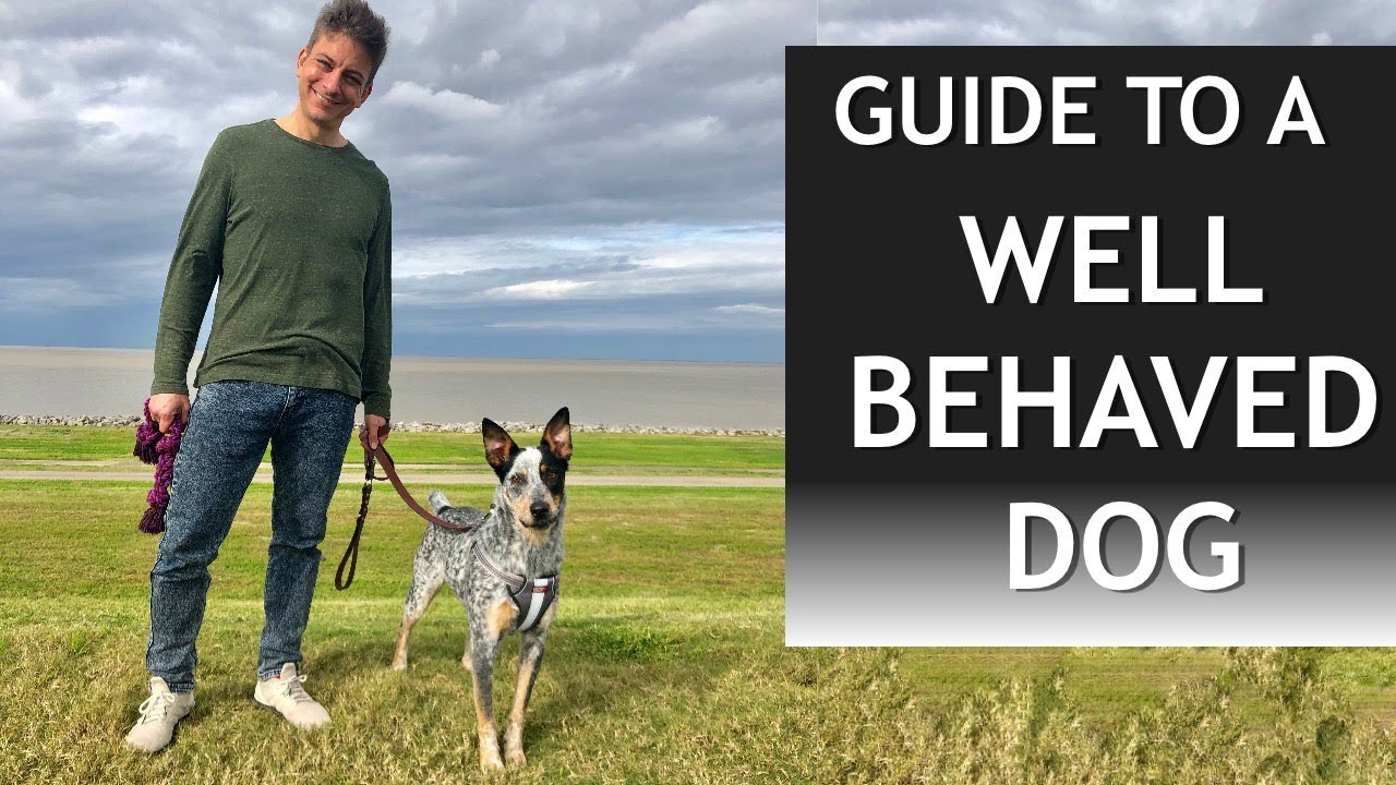 Your Guide to a Well Behaved Dog