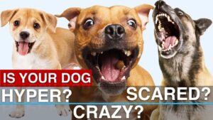 Hyper dog? Scared dog? Potty training issues? How to SOLVE Common Problems!