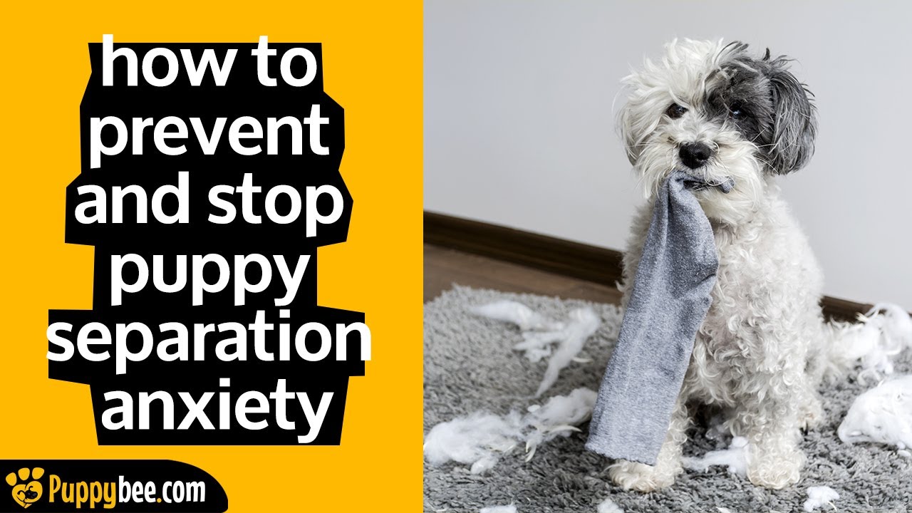 How to Prevent and Stop Puppy Separation Anxiety (Puppy Training Tips)