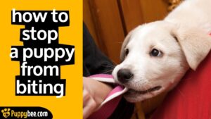 How to STOP a Puppy From BITING - 3 tips for FAST results
