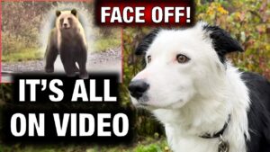 Surviving an Encounter with a Grizzly Bear while Training Our Dogs!