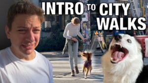 How To Go From Out of Control Dog to Leash Walking Bliss in the Middle of a Crowded City!