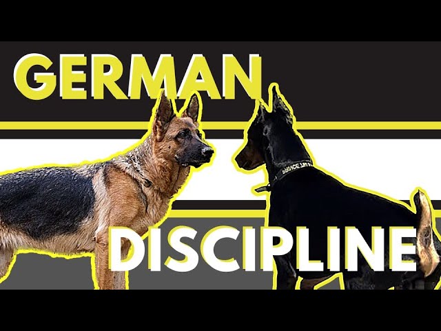 3 ways to correct unsocial behavior with a dominant reactive German Shepherd
