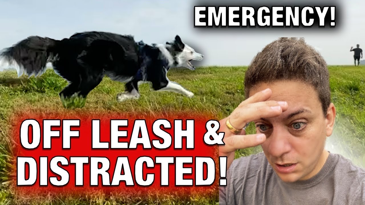 How to Train Your Dog to Listen Around Distractions and OFF LEASH (No Shock Collar Required!)